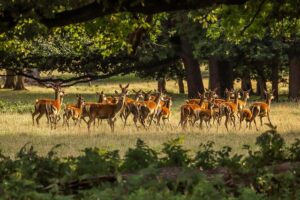 faune sauvage